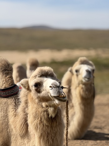 🐫 낙타 트래킹 체험