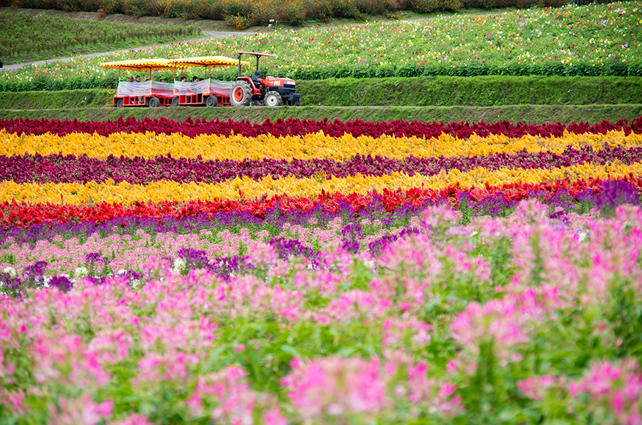 사진:북해도4일[랭킹10위온천]유황온천노보리베츠/비에이/오타루/소운쿄숙박/대게+샤브샤브 ▶특급온천2박+시내1박