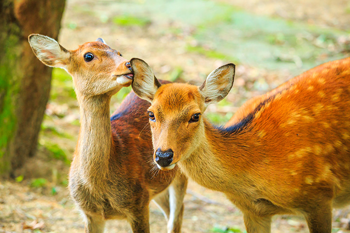 사진:오사카4일 [온천호텔/노면전차탑승] 풀패키지/교토/기모노숲/나라/사슴공원/고베야경/오사카성/도톤보리/유니버셜스튜디오(선택가능)
