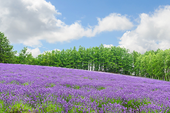 사진:북해도4일#부산출#에어부산#온천2박#6명이상출발#소운쿄#비에이#후라노#오타루#간식♥