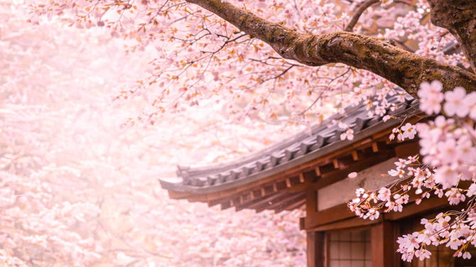 일본 벚꽃 여행